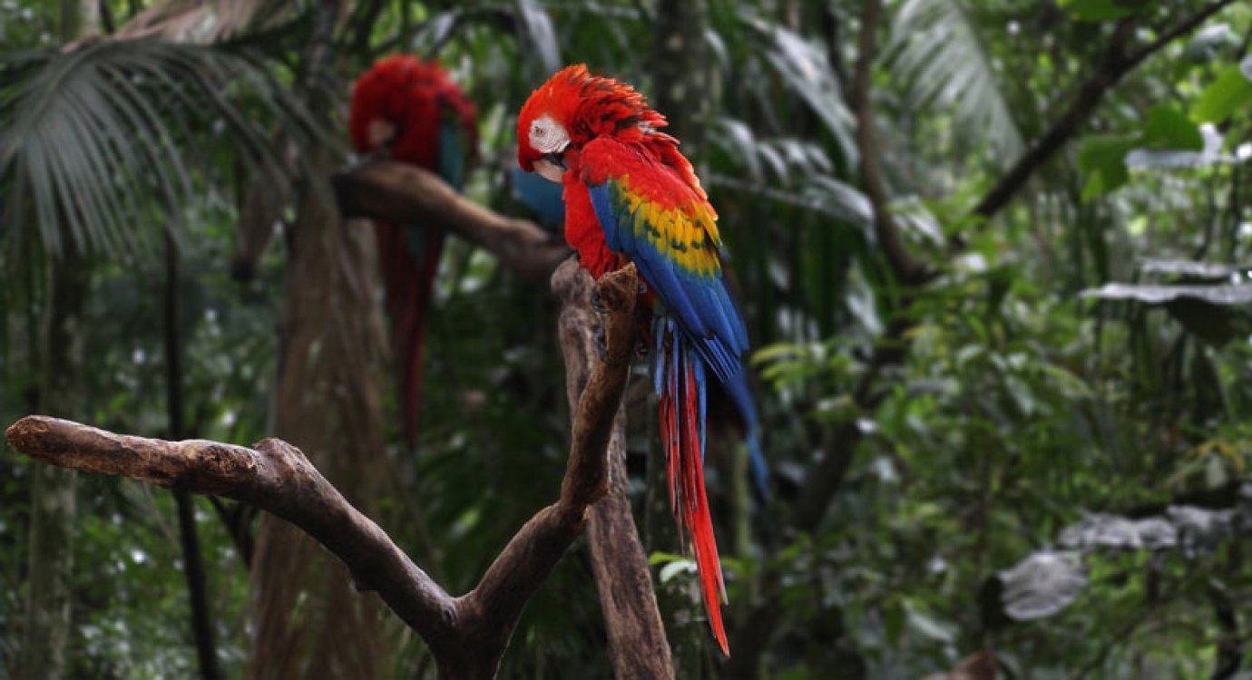 Parque das Aves Parque das Aves