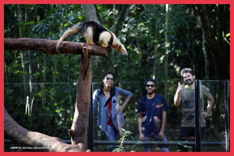 Passeios em Foz do Iguaçu para fazer com crianças tamandua bandeira
